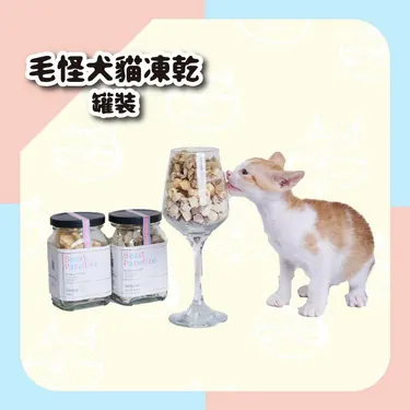 一隻橘白色的小貓咪好奇地聞著透明高腳杯裡裝的貓咪凍乾零食，旁邊擺著兩罐印有 Beast Paradise 標籤的凍乾零食罐。